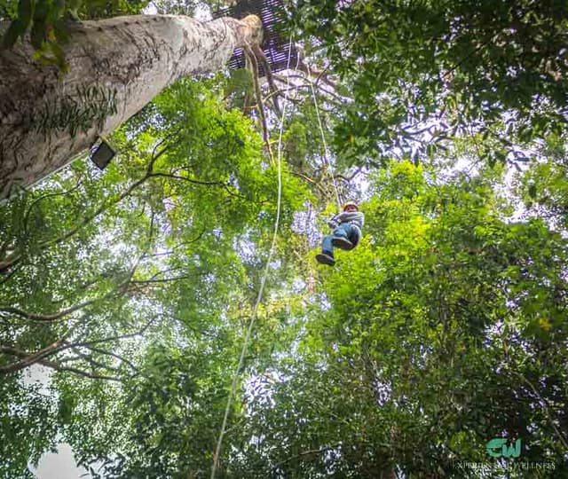 Traveler on a forest zipline course