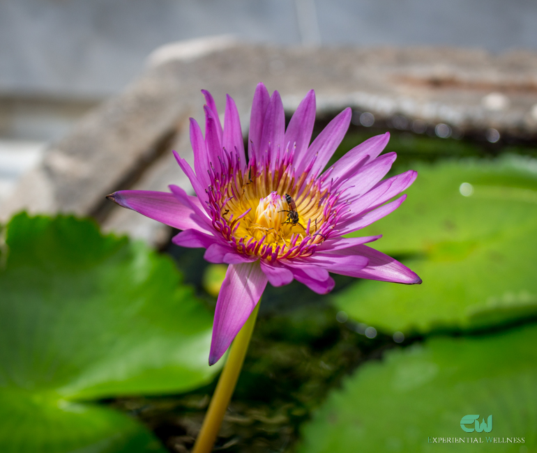 Lotus was a symbol of the wisdom in Theravada Buddhism