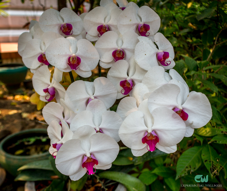 Beautiful White Orchids