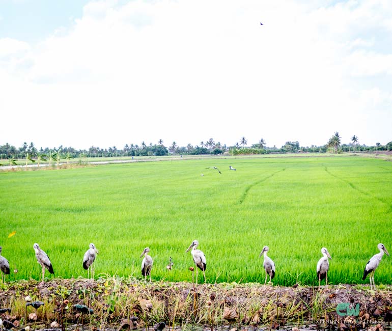 Regional birds are standing beside a green rice field in Central Thailand