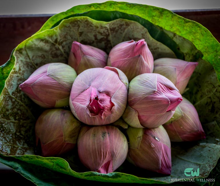 A bunch of lotus collected from Mr.Jam's lotus farm
