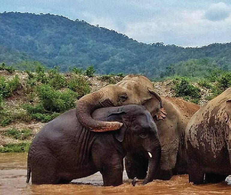 Be close to elephants in an elephant camp in a ethical way