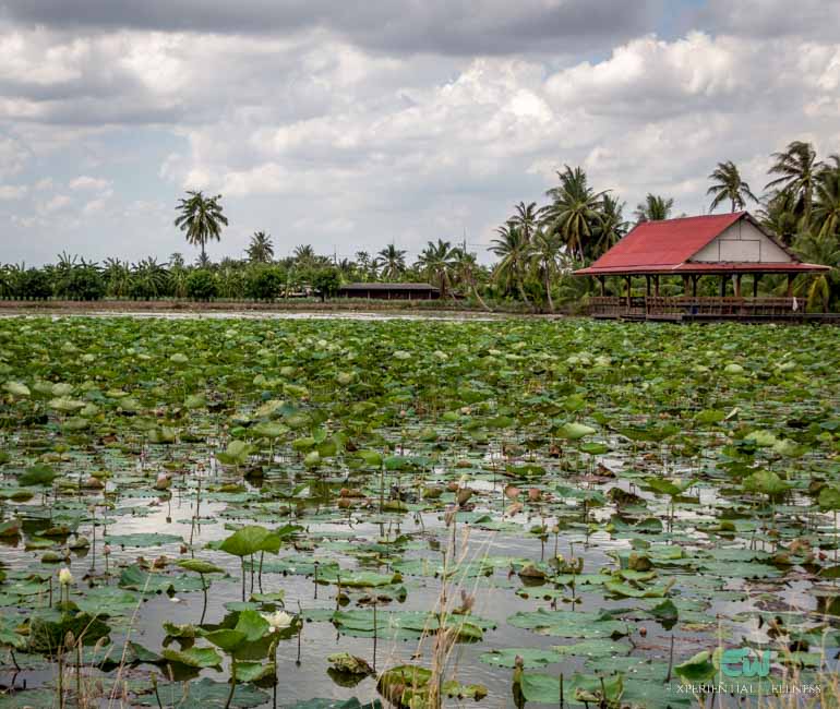 Thousands of lotuses are blooming at a local lotus farm