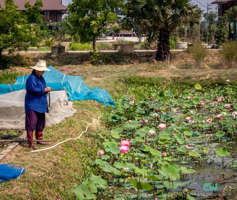 Thai woman wearing a Thai farming cloth stands beside the lotus pond