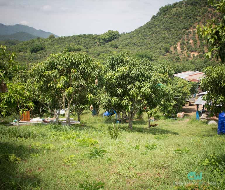 A local mango and fruit farm in Bu Hom, Chiang Khan
