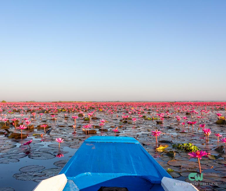 A morning boat tour in Red Lotus Lake