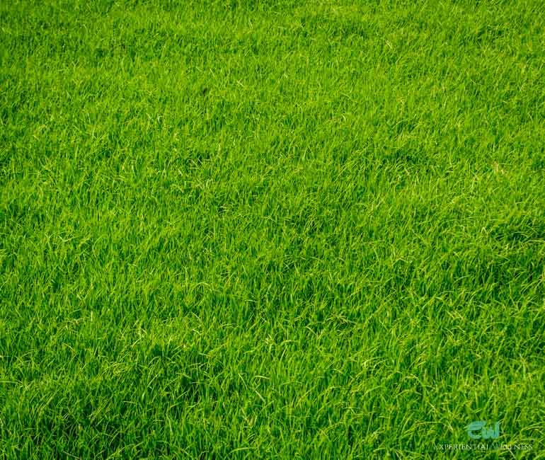 Rice fields in the rural Thailand