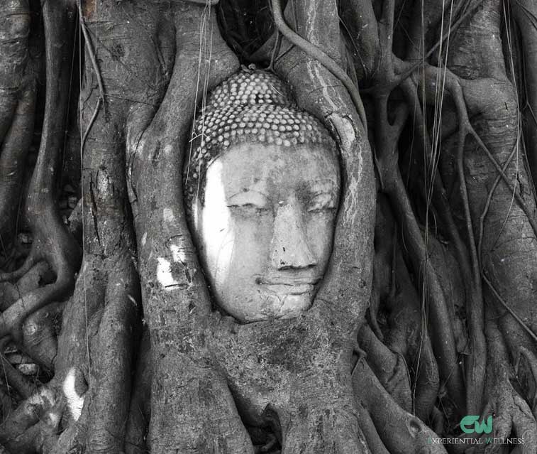 The head of buddha entangled in a tree root