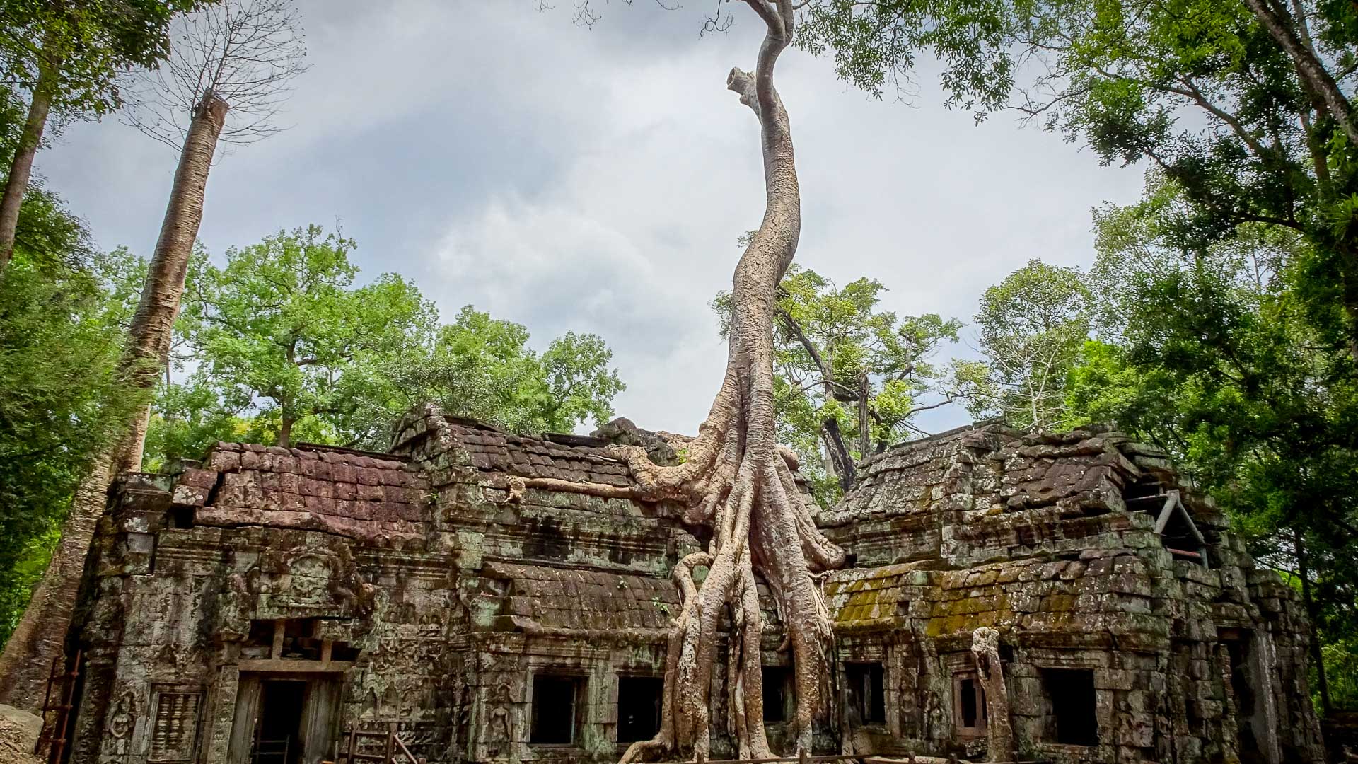 The ruins of the Ta Prohm temple hiding in the jungle in Siem Reap.