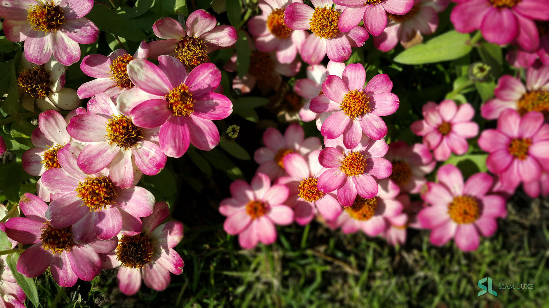 A beautiful flowers in Chiang Rai, the Northern Thailand