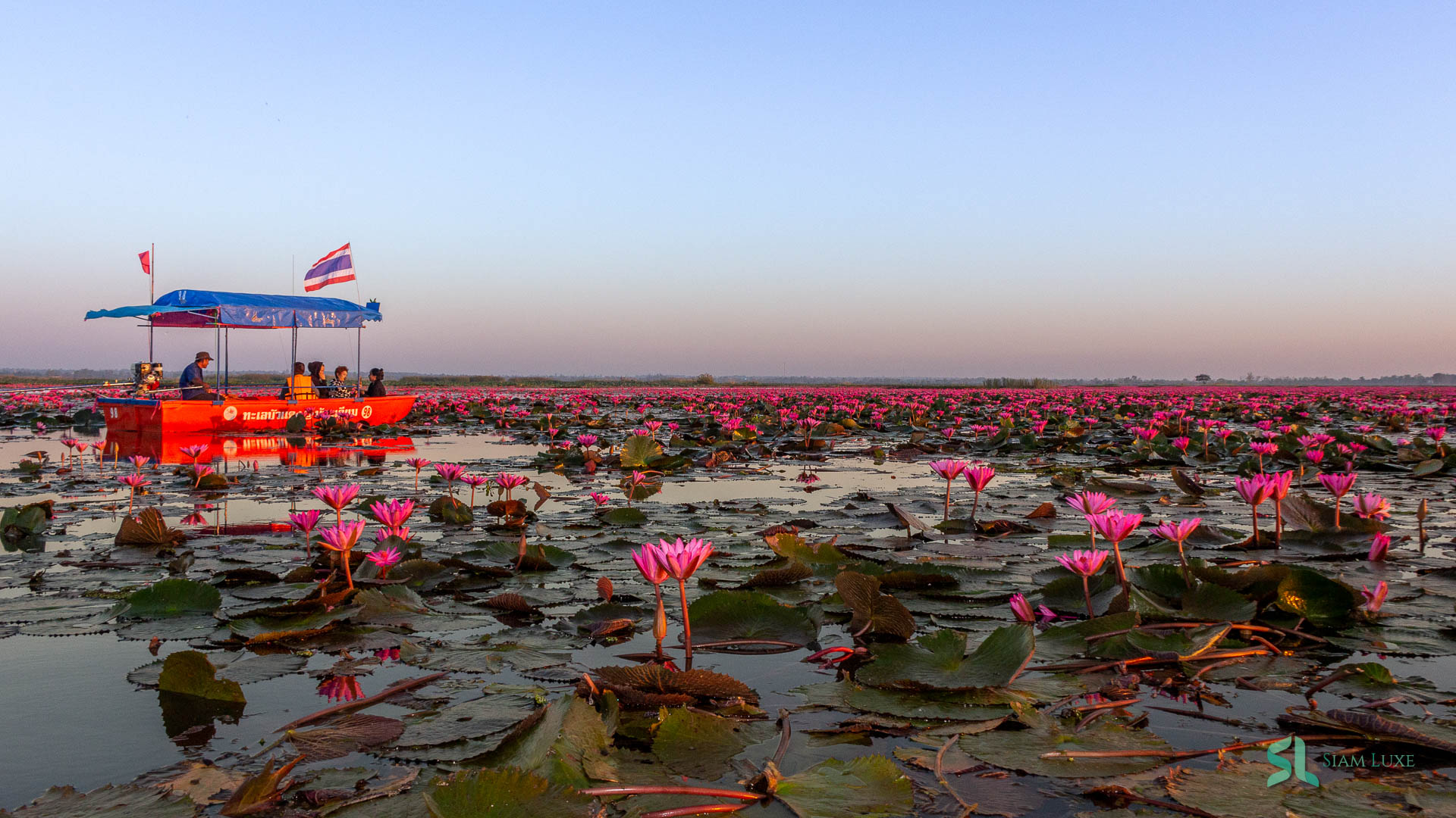 Our group of Japanese tourists are sightseeing the red lotus sea