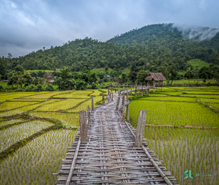 Elevated bamboo walkway above rice fields in a non touristy village in Thailand