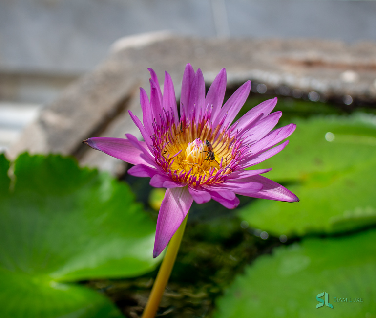 A Beautiful Lotus Flower