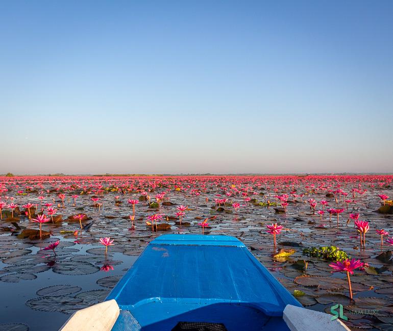 A morning boat tour in Red Lotus Sea, Udon Thani, Thailand